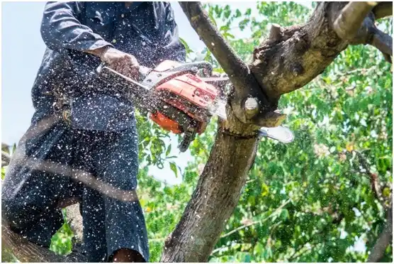 tree services Falmouth